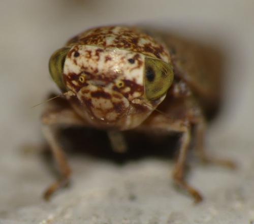 Acericerus sp.